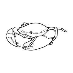 realistic marine crab outline vector