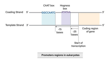 Prokaryotic Promoter Region Vector Illustration Coding Strand Template Strand Minus 35 Sequence Pribnow Box Transcription Initiation EPS Format White Background

