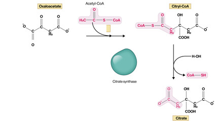 Citrate Formation from Oxaloacetate and Acetyl CoA Vector Illustration Citrate Synthase Reaction TCA Cycle Step EPS Format White Background