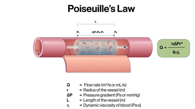 Poiseuille Law Vector Illustration Laminar Flow Through Narrow Tube Fluid Dynamics Blood Flow Resistance Equation EPS Format White Background

