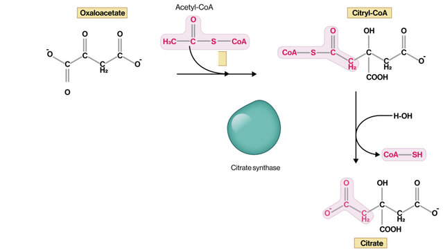Citrate Formation from Oxaloacetate and Acetyl CoA Vector Illustration Citrate Synthase Reaction TCA Cycle Step EPS Format White Background