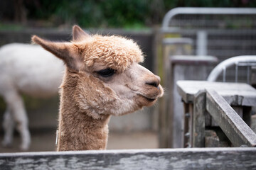 face alpaca lama cute fence farm