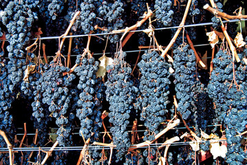 Bunches of grapes hanging and drying to make wine