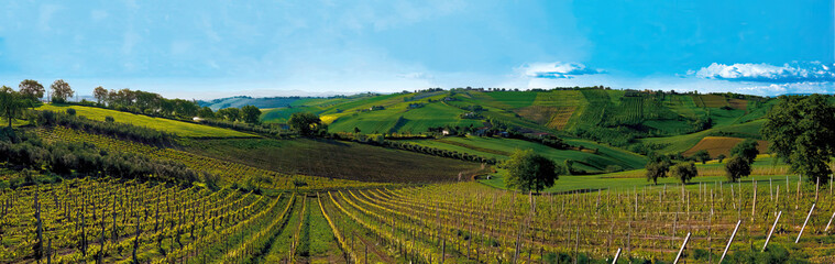 Obraz premium Panoramic view of beautiful vineyards covering the rolling hills of Tuscany, Italy