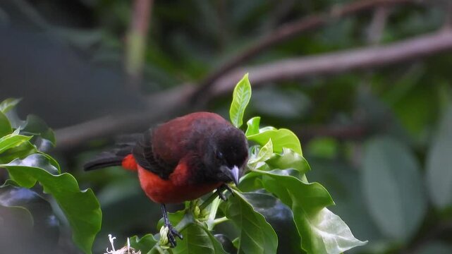 Crimson-backed Tanager (Ramphocelus dimidiatus) with striking orange-red plumage and dark head perched alertly among bright green foliage. Watchful tropical songbird.