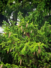Close-up of green spruce tree branches with hanging pine cones in natural forest setting