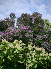 Blooming lilac bushes in purple and white colors under a partly cloudy blue sky