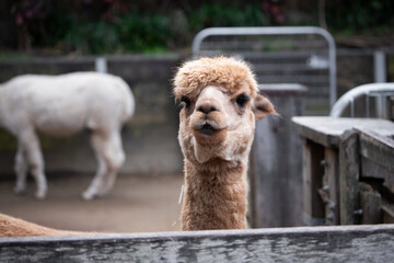 face alpaca lama cute fence farm