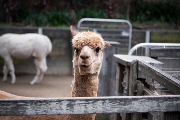 face alpaca lama cute fence farm
