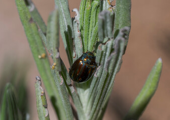 A Chrysolina americana beetle is feeding on lavender leaves. The image captures the insect's...