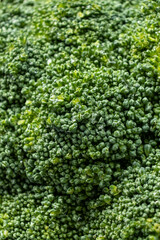 Natural Texture of Fresh Raw Broccoli in Macro