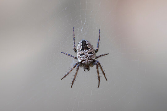 A female Zilla diodia spider rests on its web, displaying a patterned abdomen, long spiny legs, and an intricate web structure. Photo taken in Colmenar Viejo, Madrid, Spain