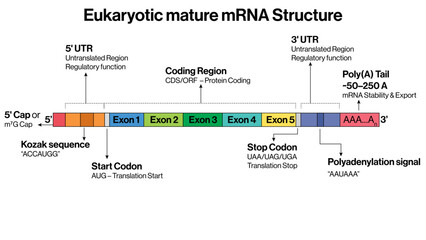 Eukaryotic Mature mRNA Structure Vector Illustration 5 Prime Cap Poly A Tail Start Codon Coding Region Stop Codon Transcription Product EPS Format White Background

