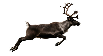 Isolated Reindeer Jumping