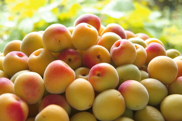 複数の梅　完熟梅　梅の季節