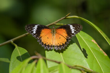 _PAP7380.jpg