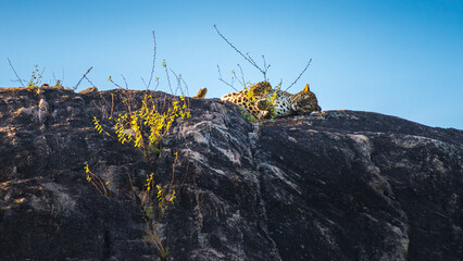 Sri Lankan leopard lounges atop a sunlit rocky outcrop in Yala National Park. The predator gazes calmly across the terrain