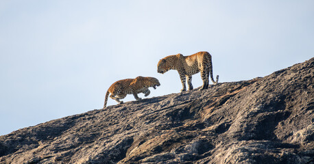 A pair of Sri Lankan leopards engage in a dramatic mating interaction atop a sunlit rock in Yala National Park. Raw and powerful moment of wildlife behavior © nilanka
