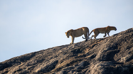A pair of Sri Lankan leopards engage in a dramatic interaction atop a sunlit rock in Yala National Park. Raw and powerful moment of wildlife behavior