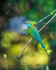 Green bee-eater perches on a slender branch against rich, blurred bokeh backdrop of Yala National Park