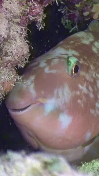 Encounter a colorful tuskfish up close in the Red Sea. The animal rests near the coral reef during the day, exhibiting its vibrant scales.