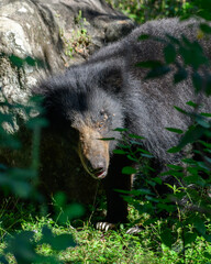 Sri Lankan sloth bear sits near a rock at Yala National Park, Sri Lanka, black fur glistening under...