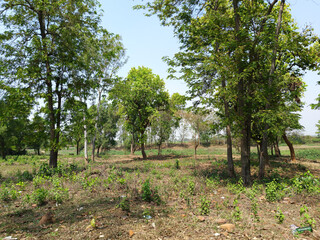 A sunny day in a lush forest with trees and greenery