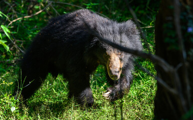 Sri Lankan sloth bear emerges from the shadows of Yala National Park, Sri Lanka, black fur...