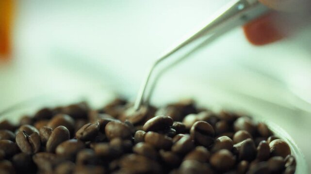 In laboratory conditions, a specialist conducts research on coffee beans. Metal tweezers in the hands of the researcher allow selecting suitable samples for subsequent study