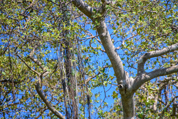 Chestnut-headed bee-eater perches on a branch in the dense foliage in Yala National Park. The bird blends into the leafy canopy