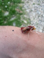mosquito sucking blood