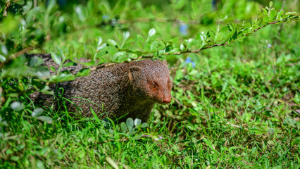 Ruddy mongoose stands alert on lush green grass at Yala National Park, Sri Lanka. Sharp eyes scanning the surroundings with curiosity and caution