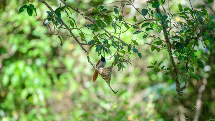 Female Indian paradise flycatcher tends to its nest, with a vibrant greenery backdrop of Yala National Park, Sri Lanka. 