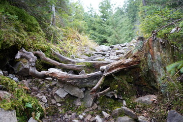 Fototapeta premium old tree stump