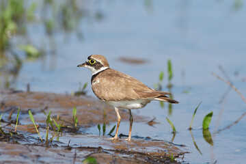 Little ringed plover