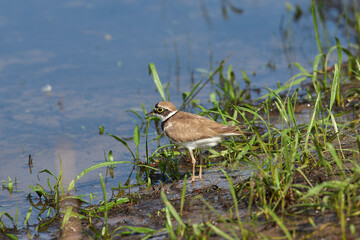 Little ringed plover