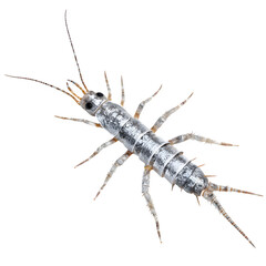 Realistic silverfish insect top-down view, scaly silver-grey segmented body with long antennae and tail filaments, ultra-macro 8K transparent PNG