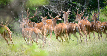 A herd of spotted deer dashes into the dense forest. Captured at Yala National Park. The untamed...