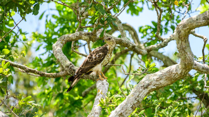 Oriental honey buzzard perches watchfully on a tree branch, camouflaged against the lush green foliage of Yala National Park