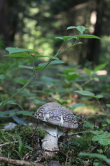 mushrooms