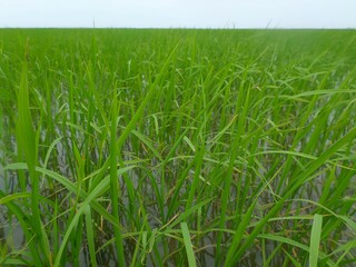 Small green rice plants in early growth stage, lush rice crop field during early cultivation, green rice seedlings growing in paddy field