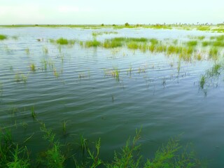 calm water surface with green grass, natural wetland landscape under daylight, peaceful freshwater...