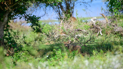 Sri Lankan jackal stands alert in the undergrowth of Yala National Park, Sri Lanka, perfectly...
