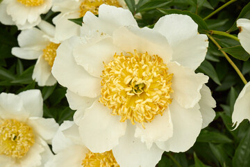 White Peony Flowers with Yellow Centers in Summer Garden
