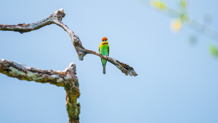 Chestnut-headed bee-eater perches on a twisted branch, vibrant plumage glowing against the soft blue sky in Yala National Park, Sri Lanka