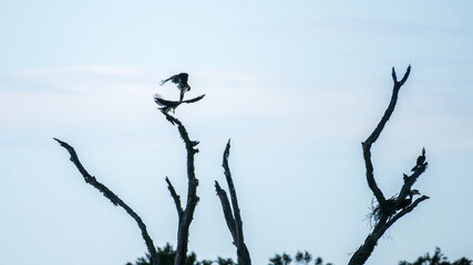 Two Malabar pied hornbill birds engage in an aerial jousting ritual, mid-air interaction above a dead tree in Yala National Park, Sri Lanka, silhouetted against a pale sky. 