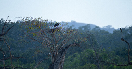 Pair of Woolly-necked storks perches on a high treetop nest as rain falls over the landscape of Yala National Park, Sri Lanka. The moody atmosphere, resilience of wildlife enduring the monsoon season