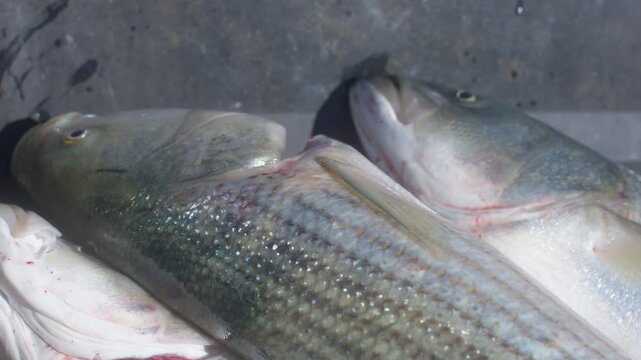 Three freshly fished out and cleaned striper fish, close-up