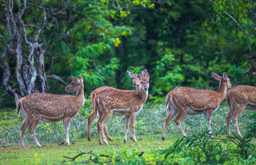 A group of Sri Lankan axis deer stands alert in the lush greenery of Yala National Park, Sri Lanka. Blending beautifully into the forest landscape
