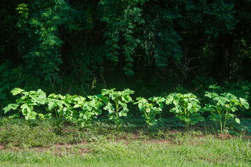 Row of Okra Plants